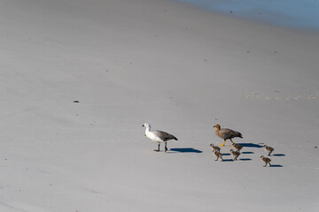 The Upland goose or Magellan goose (Chloephaga picta)