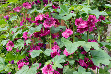 Violet mallow - flowers bloom in the garden, floral landscape.