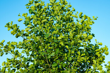 Fototapeta premium Alder - bright green leaves and branches close-up.