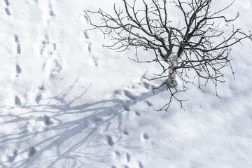 Shadow from the tree. Shadow in the snow. White drifts. Winter background. Snowy landscape. Snow background. Cold weather. Footsteps in the snow. Frosty air. Foot prints.