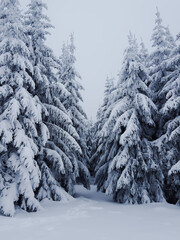 Winter landscape in the mountains
