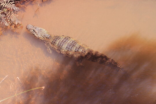 Lonely yacare in the Parana River