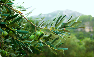Fototapeta premium Sprig of olive tree with olive. Green olive tree on a background of mountains