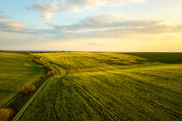 Aerial view of bright green agricultural farm field with growing rapeseed plants and cross country...