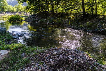 woodland natural environment with green pastures and plants with fir type of trees in summer season