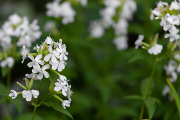 Saponaria officinalis. Blooming soapwort officinalis on a background of green grass in a natural environment. Flora of the Saratov region. Russia. Alternative medicine and herbal self-medication.