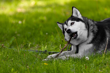 A dog of the Siberian Husky breed gnaws a stick while lying on the green grass in the park in summer. Walk and play with your pet dog. The dog plays on a leash.