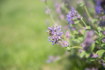 Obraz premium A bee on a purple flower