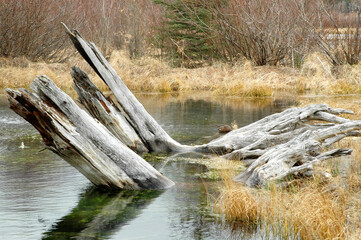 Dry log in a river