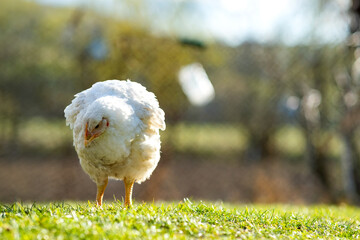 Hen feed on traditional rural barnyard. Close up of chicken standing on barn yard with green grass. Free range poultry farming concept.
