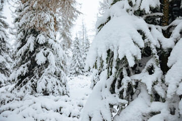 snow covered trees in winter. Fir trees with a lot of snow on the branches. Forest in winter	