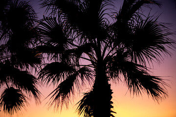 Fototapeta na wymiar Black palm tree against the colored sky 