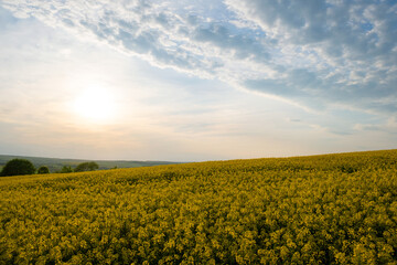 Fototapeta na wymiar Landscape with blooming yellow rapeseed agricultural field and blue clear sky in spring.