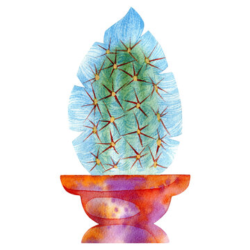 Hand drawn watercolor of espostoa cactus in pot. Stock illustration of plant and pot isolated on white.