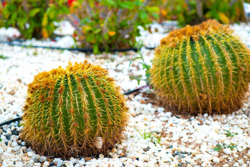Green round tropical cactus plants with sharp spines growing on a ground covered with pebble stones...