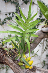 lily of the valley in water