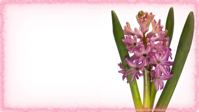 Timelapse of pink hyacinth flower blooming on white background close up With place for text or image. Holiday, love, birthday design backdrop. Valentines day, Mothers day concept
