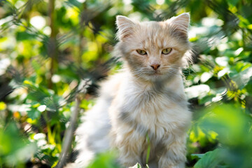 Portrait of a small yellow cat sitting in green grass on a sunny day.