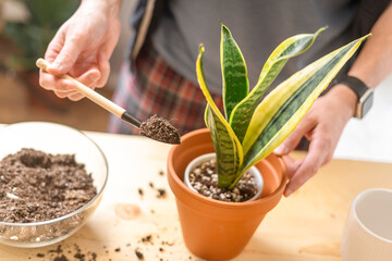 Man gardeners taking care and transplanting plant a into a new white pot on the wooden table. Home gardening, love of houseplants, freelance. Spring time. Focus on soil in shovel.