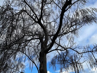 beautiful tree branches