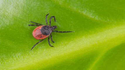 Castor bean tick on natural green background. Ixodes ricinus or scapularis. Closeup of parasitic insect. Mite crawling on yellow veined leaf texture in nature detail. Tick-borne diseases transmission. - obrazy, fototapety, plakaty