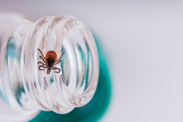 Deer tick on small glass lab test tube on a white background. Ixodes ricinus. Dangerous parasite on...
