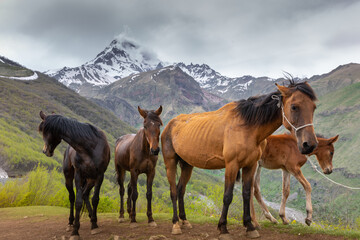 Horses in the mountains, Kazbegi, Georgia
