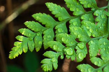 Fern leaves in a natural environment, rumohra adiantiformis, with raindrops