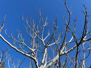branches against blue sky