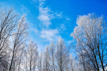 The crowns of birch trees are covered with frost in the winter against the blue sky.