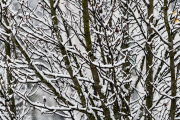 Schneebedeckte Äste