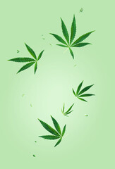 Flying cannabis leaves and seeds at light green background with copy space. Creative concept CBD product layout.