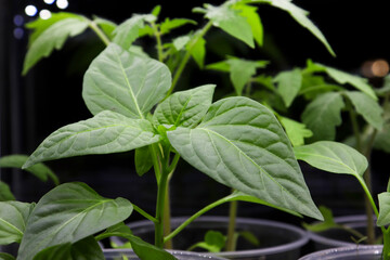 Seedlings of young paprika seedlings grown under artificial lighting in the house.