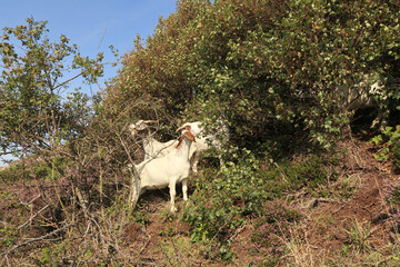 sheep grazing on the shore of Bornholm island, sheep among the bushes
