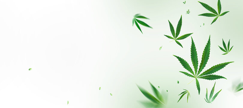 Flying cannabis leaves and seeds at light green background.Creative concept CBD product layout. Long wide banner with copy space.