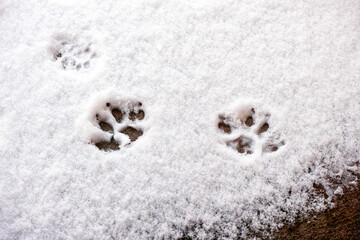 Cat footprints in some snow
