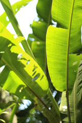 banana tree leaves