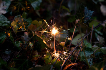 Orange sparklers in the ivy