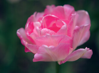 fresh violet tulip flower in spring garden  - close up with fluffy violet petals, tender present with love for spring holidays