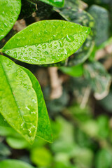 Small light green leaves with water droplets, after the rain