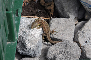 A sand lizard basking in the Sun on stones