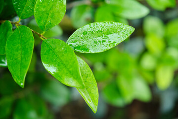 Small light green leaves with water droplets, after the rain.