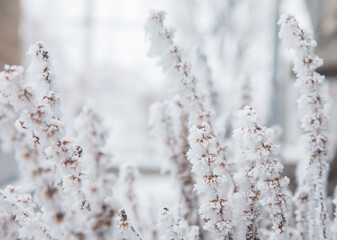 winter morning with sparkling hoarfrost