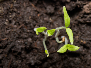 Tomato sprout