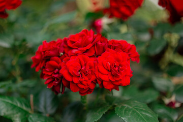 Beautiful roses in the garden, growing different varieties of flowers.
