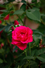 Beautiful roses in the garden, growing different varieties of flowers.