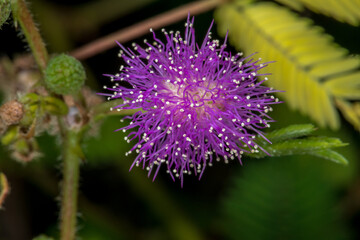 Flower of a Mimosa (Mimosa pudica ) Plant