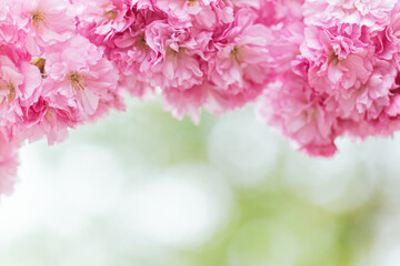Fototapeta na wymiar Amazing pink cherry blossoms on the Sakura tree in a spring garden.