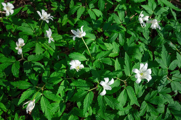 Top view of white flowers Anemone nemorosa in green grass on sunny day. Selective focus, flowering plant background