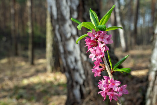 Pink flowers of February daphne, Daphne mezereum in blooming in sunny spring day. Focus on foreground, copy space.